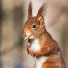 Funny red squirrel with a walnut in its mouth