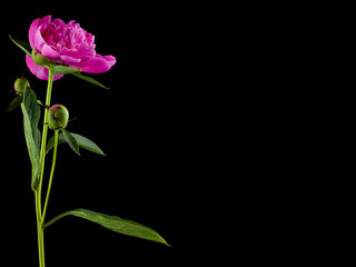 Pink peonies flowers isolated on black background close-up.