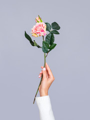 Female holding romantic rose