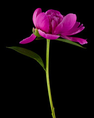 Pink peony flower on a black background.