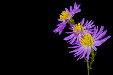alpine aster isolated on a black background
