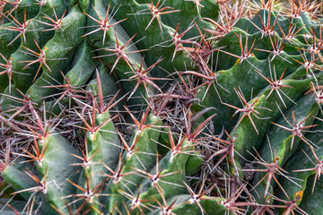 cactus closeup