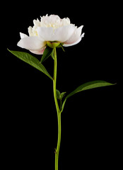 Flowers of white peonies isolated on a black background close-up.