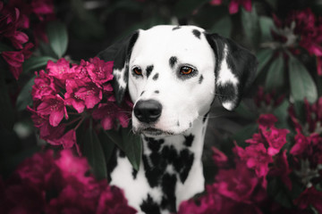 Dalmatian dog in rhododendron blossoms