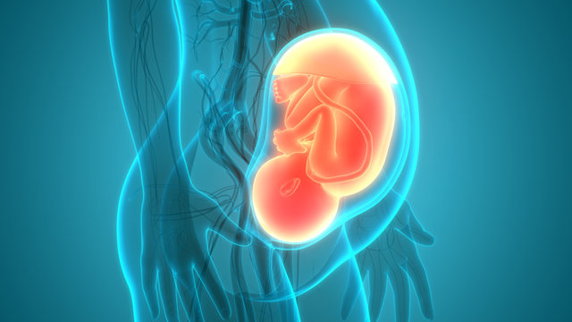 Fetus Baby in Womb Anatomy