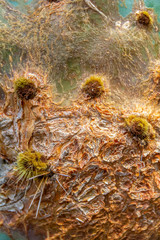 prickly pear cactus closeup