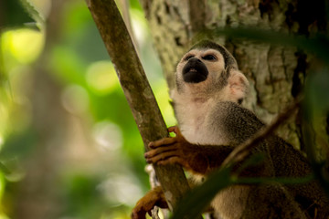 A cappuccino monkey exploring the tree and looking for food in Ecuador Southamerica © Juan