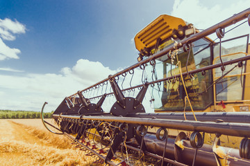 Vintage combine harvester working on the large oat field in summer. Agricultural landscape in...
