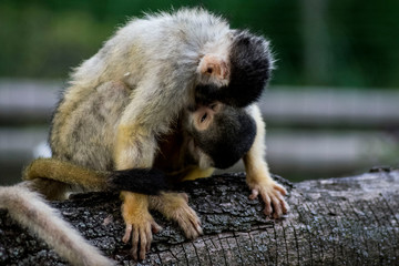 Two monkeys showing love. Mother and son