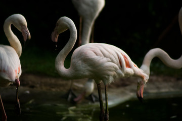 Flamingos at the Zoo in Darmstadt Germany