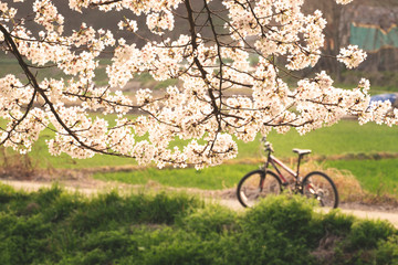 cherry blossom with lone bicycle in the park