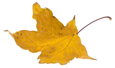 Yellow maple leaf isolated on a white background close-up.