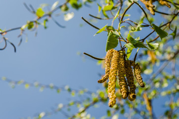 Young buds on a branch of a birch tree 