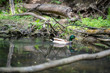 Duck in water. Brook and gorge