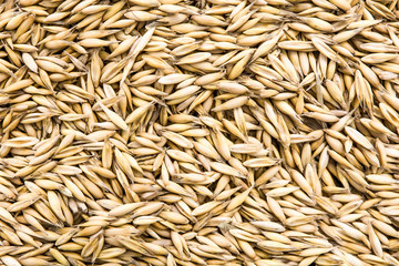 Top view of organic oat grains. Close up of oat seeds. Agricultural natural pattern and whole grain texture design