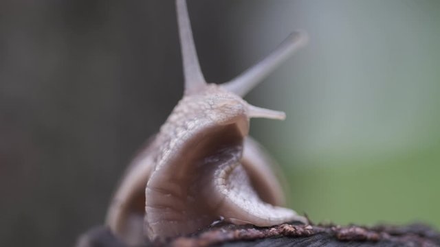 snail turning head