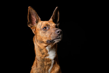 Brown dog in studio with black background