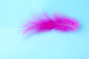 One beautiful feather of a waterfowl on a blue background. Fluffy feather of a swan close-up.