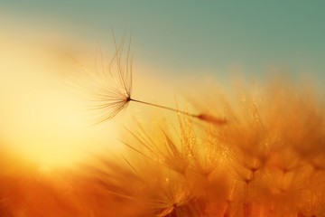 Fototapeta premium Dandelion seed came off the flower. Beautiful colors of the setting sun. Copyspace. The concept of freedom, loneliness. Detailed macro photo.
