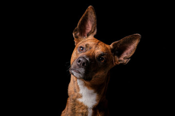 Brown dog in studio with black background