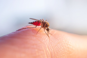 Mosquito eats blood on human skin. The concept of blood-sucking insects common in spring and...