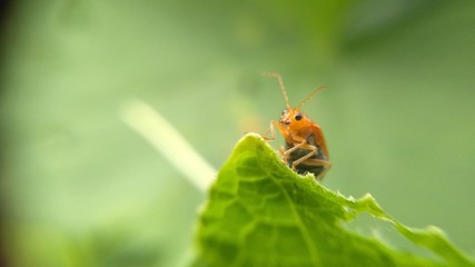 Fototapeta premium Insects on green leaf, insects with green leaf, nice and small stunning insects on the green natural leaf