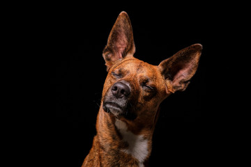 Brown dog in studio with black background