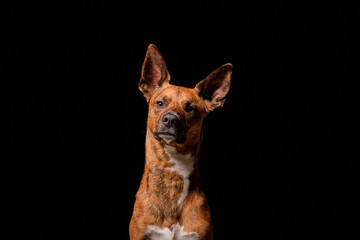 Brown dog in studio with black background