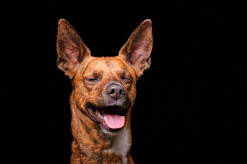 Brown dog in studio with black background