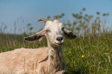 A happy relaxed goat sitting in the grass smiling straight at camera.  A goat in with horns and lopsided ears out in the wild.