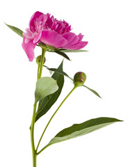 Close-up of pink peony flower isolated on white background.