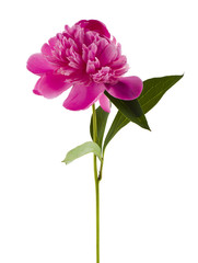 Close-up of pink peony flower isolated on white background.