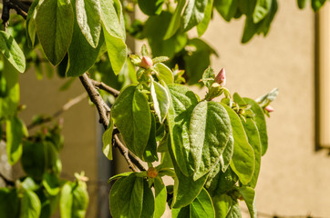 Young buds on a branch of the quince tree 