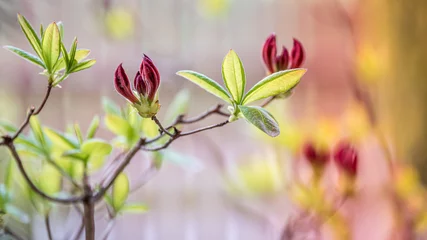 Foto op Canvas Pąki, azalia japońska, kwiaty ogrodowe © Franciszek