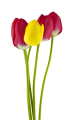 Obraz premium Flowers of red and yellow tulips Isolated on a white background close-up.