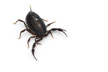 African venom Scorpion isolated on white background