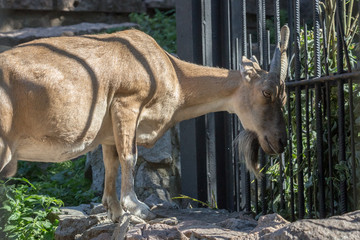 Animals in zoo. Goat eats grass.