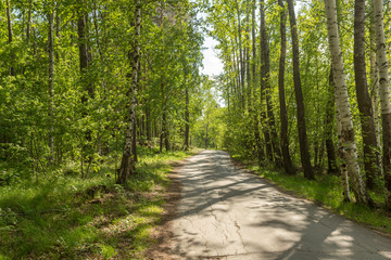 Road in woods among trees on a sunny day.
