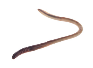 Earthworm isolated on a white background close-up.