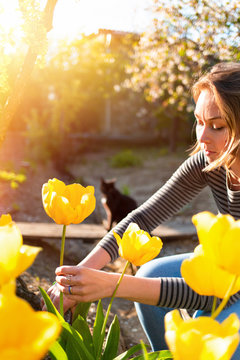 Caucasian Blonde Woman Cuts Yellow Tulips In Her Garden. In The Background, A Sunshine Garden And Cat. Vertical