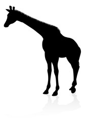 A high quality giraffe animal silhouette