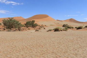 Morgenstimmung mit toten Bäumen in Sossusvlei - Namibia (Dead trees in dry clay pan)