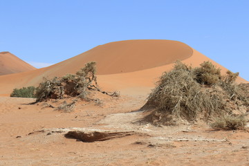 Morgenstimmung mit toten Bäumen in Sossusvlei - Namibia (Dead trees in dry clay pan)