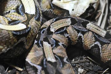 Bitis gabonica, Vipère du Gabon