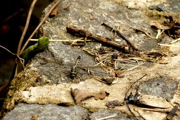 Dragonfly