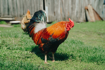 Brown domestic chicken in the summer outdoors close-up