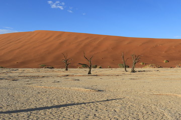 Morgenstimmung mit toten Bäumen in Sossusvlei - Namibia (Dead trees in dry clay pan)