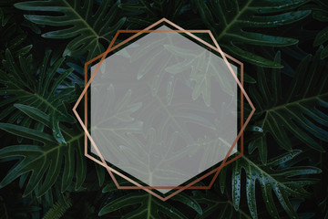 Green leaf background, hexagonal frame, blank idea outline for advertising cards or invitations....
