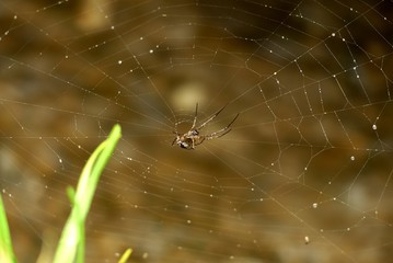 Spider web