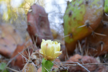 pale opuntia flower, on the cactus